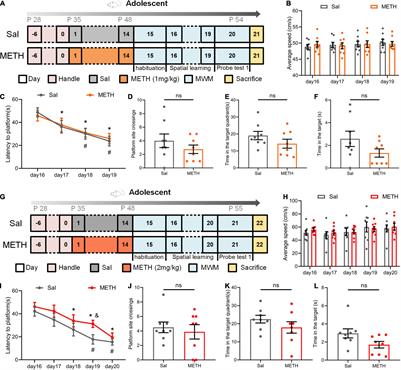 Methamphetamine Exposure in Adolescent Impairs Memory of Mice in Adulthood Accompanied by Changes in Neuroplasticity in the Dorsal Hippocampus